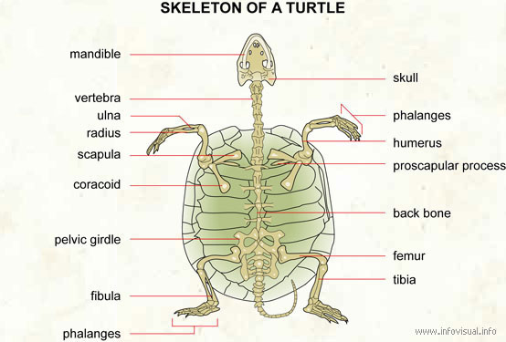 Skeleton of a turtle